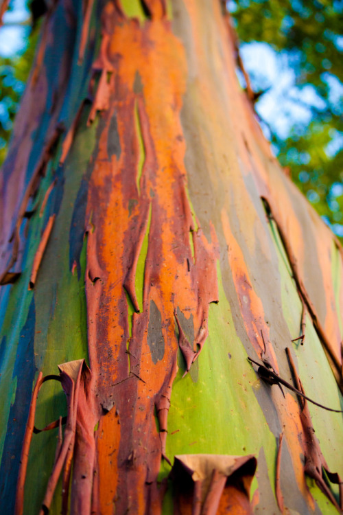 glasswing-butterfly: olivias-universe: rainbow trees.. These Rainbow Eucalyptus are amazing. they sh