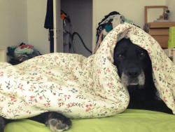 Awwww-Cute:  My 14 Year Old Lab / German Shepherd Mix Enjoys Lazy Monday Mornings