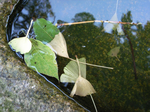 leaves by kurubushi on Flickr.