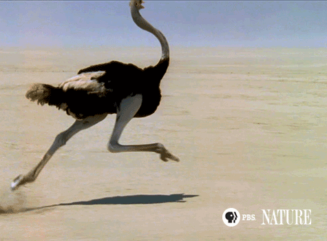 pbsnature:  The ostrich’s powerful legs allow it to reach speeds of over 40 miles an hour.   This is a great gifof course, i am quite biased…