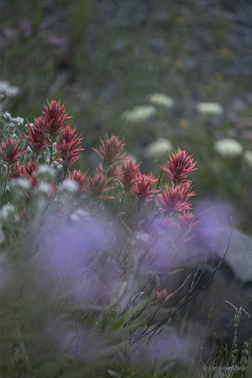 The Wyoming State Flower&copy; riverwindphotography