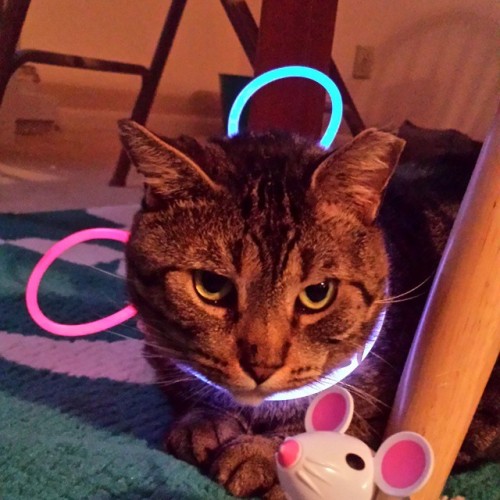 We turned Mordecai into #ravecat. #Glowsticks #catsofinstagram #mordecaideeds #partyhard