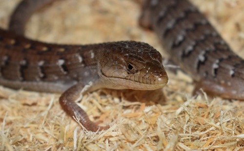 My fiancé bought us a CB pair of Southern Alligator Lizards at the reptile show! They’re so ad