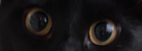 Pink & Black Toe Beans, Black Paws, Black & Pink Ears, Black Tail, Gold Eyes, These Were The Ingredients