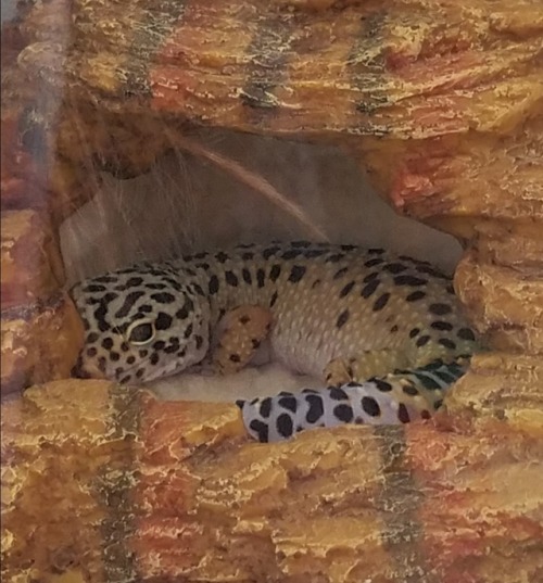 kruegertheleopardgecko:I’m sleepy AND cute!!!