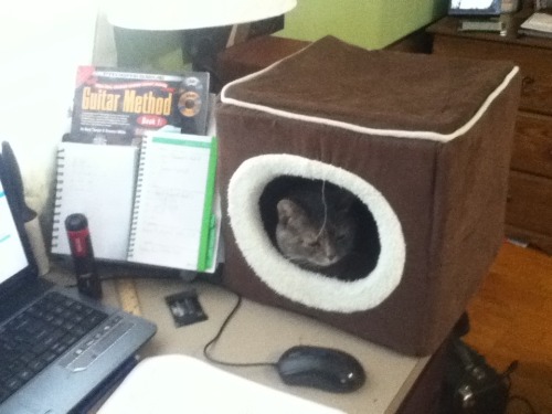 c0ffeekitten:She likes to lay on my papers when I’m trying to do homework, so I put her cube on my desk. I’m starting to think this was her plan all along