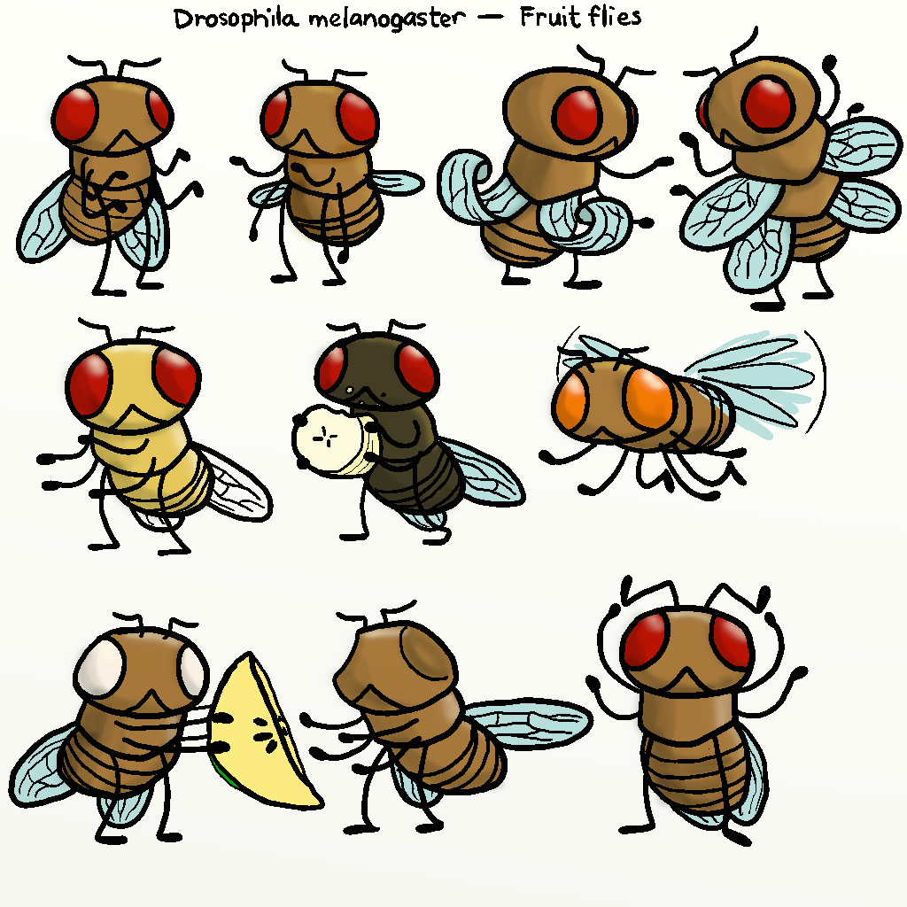 Ketrina draws a lot! — Insectember #17: Fruit fly mutations aren't as...