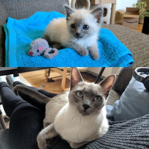 naamahdarling:cookingandfitness:when my cat turned 1 i put together a bunch of pics comparing her no