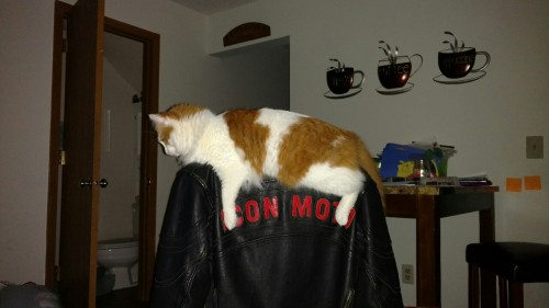 Early Sunday submitter. My cat Dexter straddling the chair with my jacket on it.(submitted by @636as