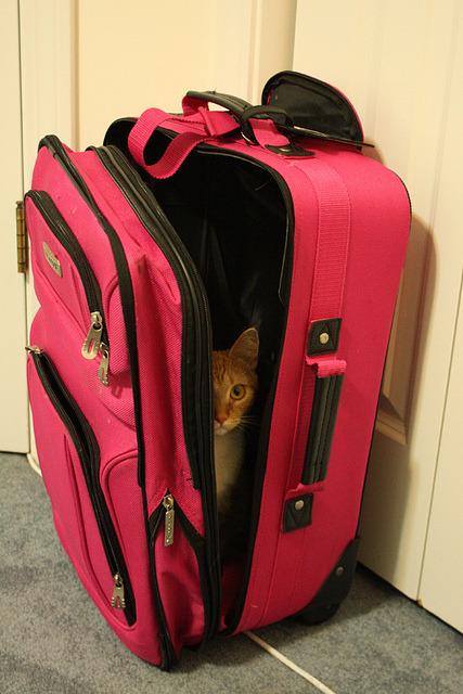 catsbeaversandducks:  “Hey, kid!… Psst!… Wanna buy some catnip?” (Please click on each photo for sources)