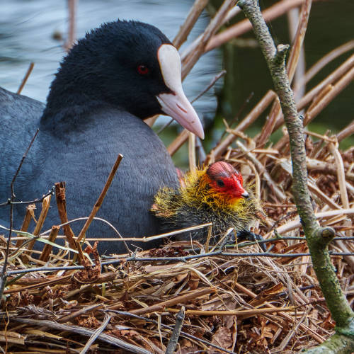 The first adventure of a little coot