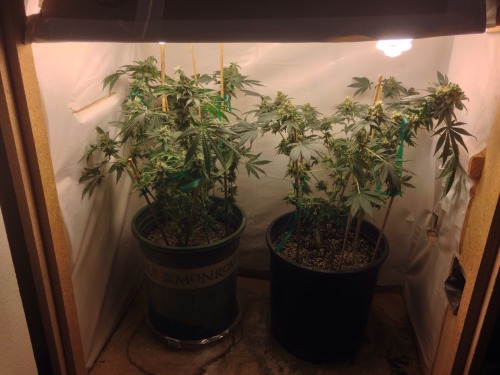 Lost a few phones with photos. So these are about 5-6 weeks into flowering up until harvest and jari