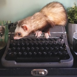 the-book-ferret:  it was a dark and stormy night….