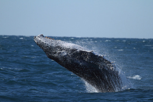 Breach! by Lacewing! on Flickr. Humpback off Sydney.