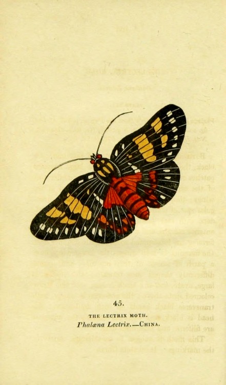 wapiti3:   	The book of butterflies, sphinges, and moths;  By Brown, Thomas, 1785-1862 Via Flickr: 	Publication info London,Whittaker & Co.; [etc.,etc.]1834.  Contributing Library: Cornell University Library  BioDiv. Library   