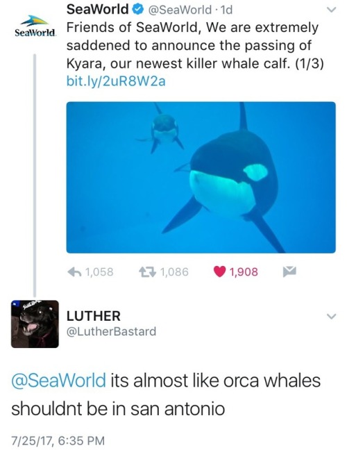 pathlesspagan: be-random-world: muttpunk: how long until i get blocked by seaworld? I fucking hate s