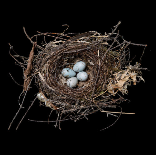 Porn Sharon Beals.Â Swainson’s Thrush.Â 2012. photos