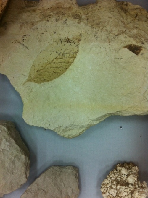 studyblrmartini:Something from our geology/paleontology field trip in Pikermi, Greece.