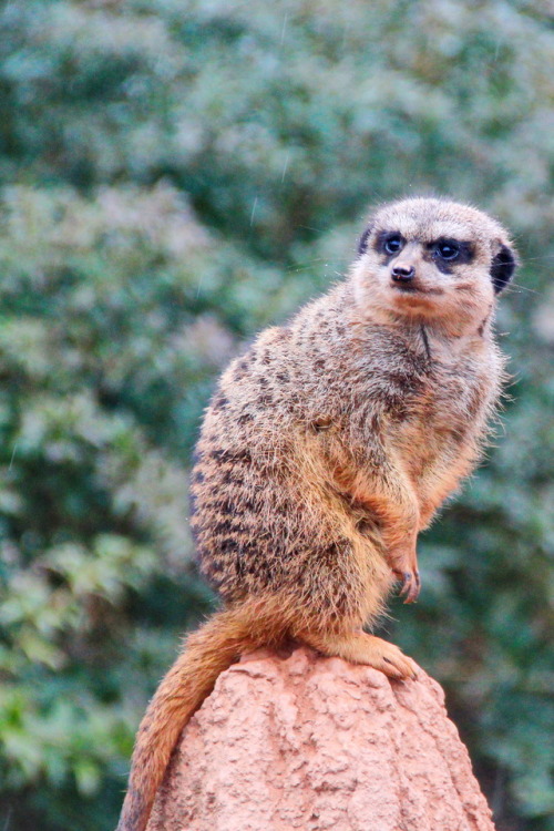 Meerkat in Zoo Leipzig, 2015.