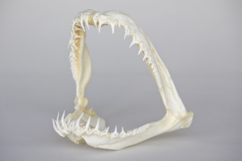 Blacktip shark jaws; Carcharhinus limbatus &ldquo;I worked with this set of jaws a few years ago