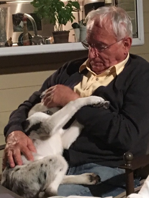 Idk If Anyone Wanted Pictures Of Manchitas Terrorizing My Uncle And Being Unfairly Cute But Here You