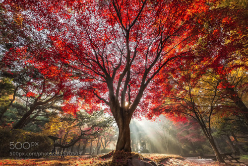 red maple tree by TigerSeo