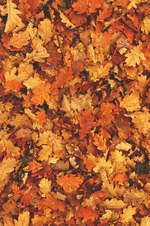 Let's Fall In Love with Autumn!
