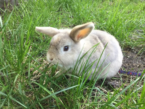 emmasbunnybuddies:Sherbet!!
