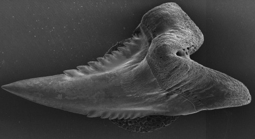 Snaggletooth Shark ToothThe snaggletooth shark is an extant species found today in waters near the R