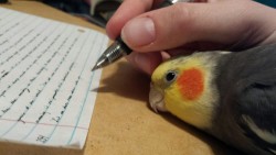 xeiko:  ihazbirds:  Trying to be productive and write but someone else has other ideas   YOU WRITE SO TINY