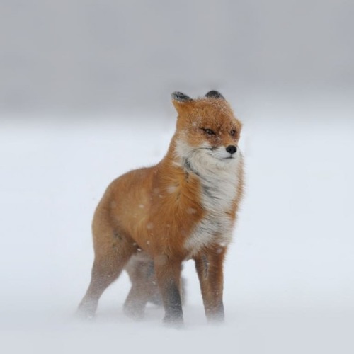 everythingfox:me waiting for the bus