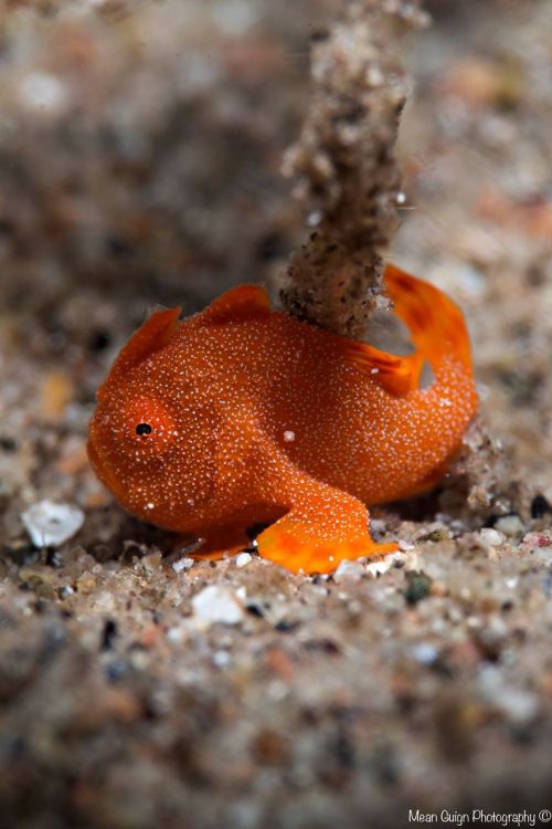 little 7mm froggie hiding in the seagrass…Baby Frogfish (Antennarius sp.) - Atmosphere Resort