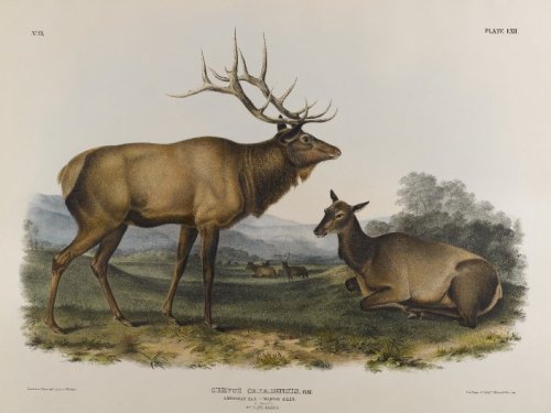 American Elk, 1845, John James Audubonhttps://www.wikiart.org/en/john-james-audubon/american-elk-1845