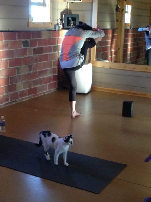 catsbeaversandducks:  Yoga Studio Opens Its Doors To Shelter Cats Hoping To Find A HomeIt’s (obviously) no secret that the company of cats is good for the soul, and that practicing yoga is too. But when the two come together, it’s a match made in