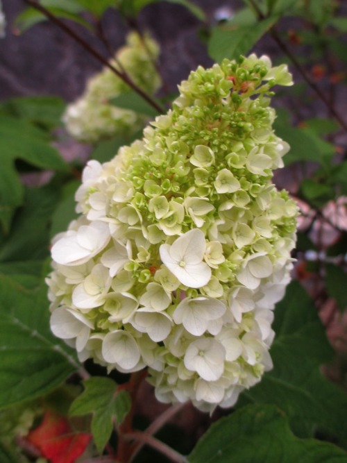 日本は梅雨入りし、 庭のアジサイが咲き始めました。 The rainy season began in Japan. The hydrangea of my garden began to bloom