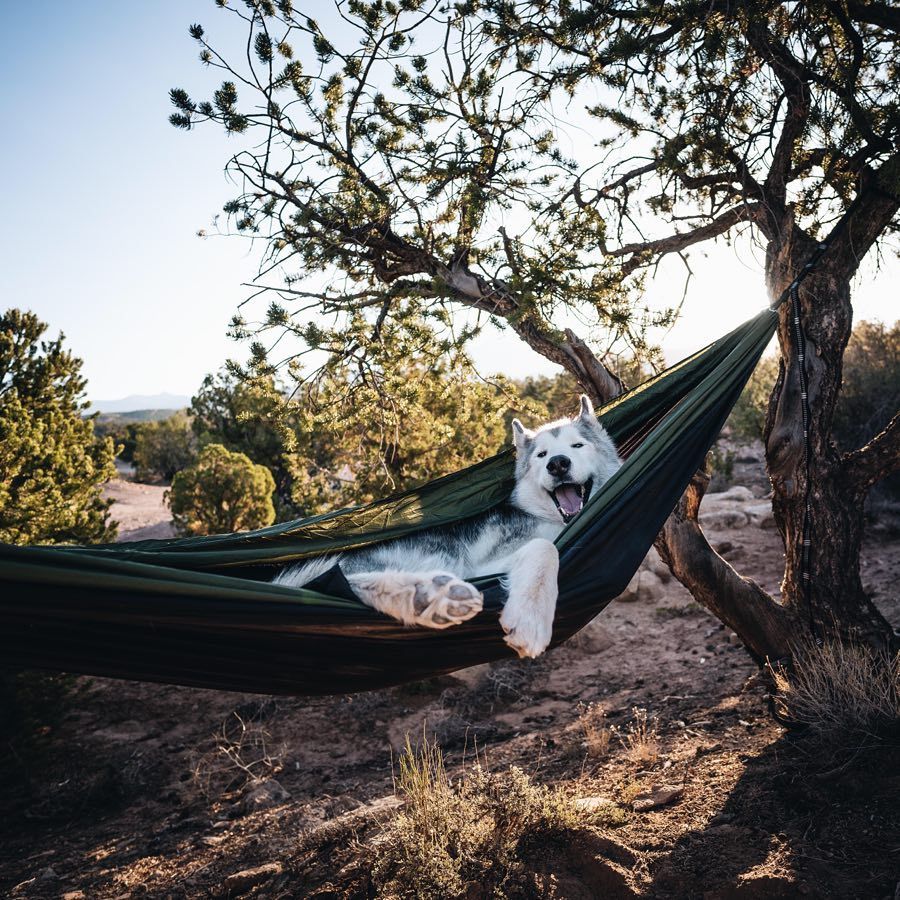dadpat-tactual:  aww-so-pretty:  Meet Loki the wolfdog   Y’all just gonna breeze