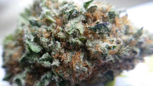 tristanemoffet: Blackberry Kush 