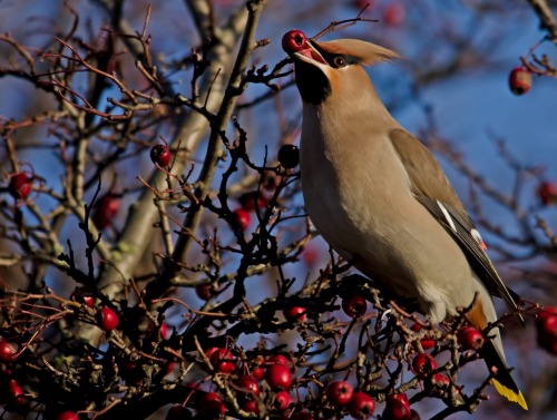 Ripe for the picking (Cedar Waxwing) adult photos