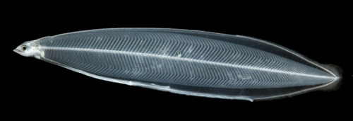 end0skeletal:Leptocephali (meaning “slim head”) are the flat and transparent larva of eels, marine e