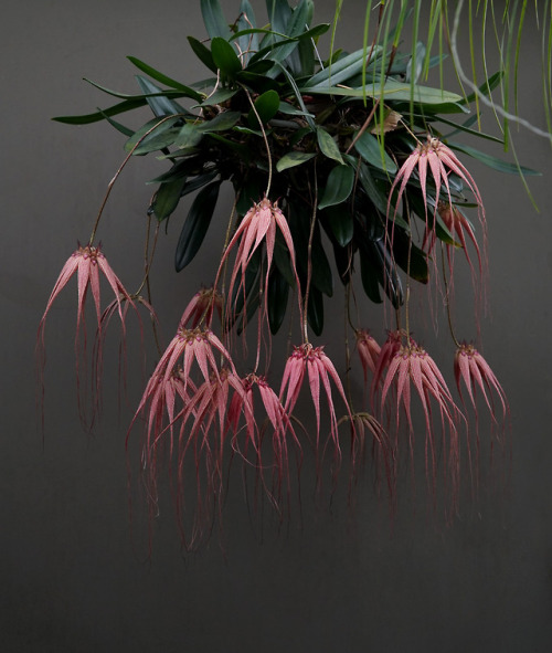 Bulbophyllum Elizabeth Anne ‘Buckleberry’ AM/AOS(longissimum x rothschildianum)