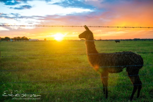 Beautiful Oklahoma Sunset http://ericbloemersphotography.com