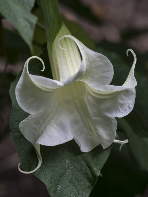 silvaris:Angel Trumpet - A Brugmansia blossom in early morning light. by Bruce Frye 