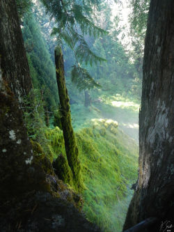 travelgurus:                               McKenzie River in Oregon by Kyle Smith                   Travel Gurus - Follow for more Nature Photographies!   