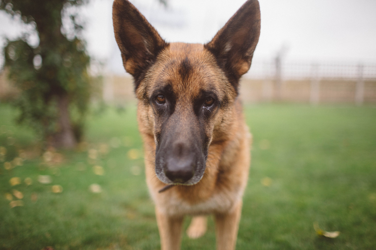 if-people-were-rain:  I really fricking love my dog.