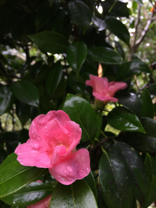 portland rose garden