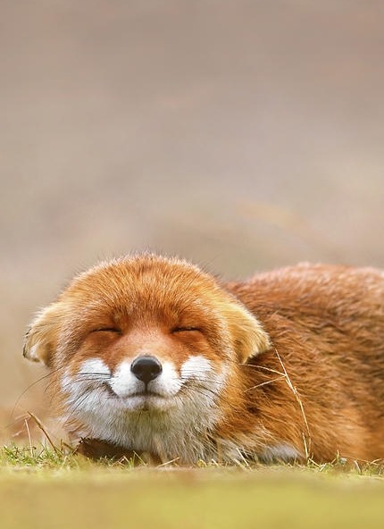 beautiful-wildlife:Photo Series | ~ Smiling Fox ~Images by ©• Roeselien Raimond