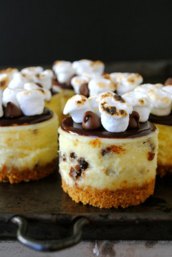 dom-wolfy:  foodsforus:  S’mores Mini Cheesecake