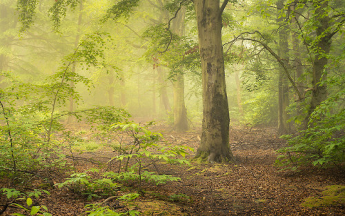series - Woods by Istvan Malik