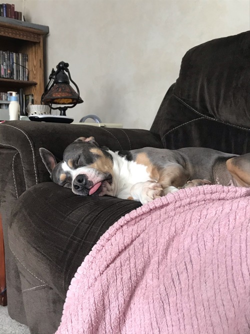 I Love My Dog 