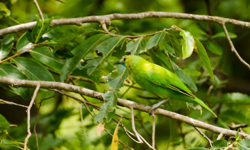trexkamal:Jerdon’s Leafbird (Chloropsis jerdoni)